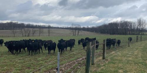beef cattle in field