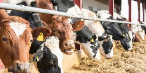 Beef Cattle